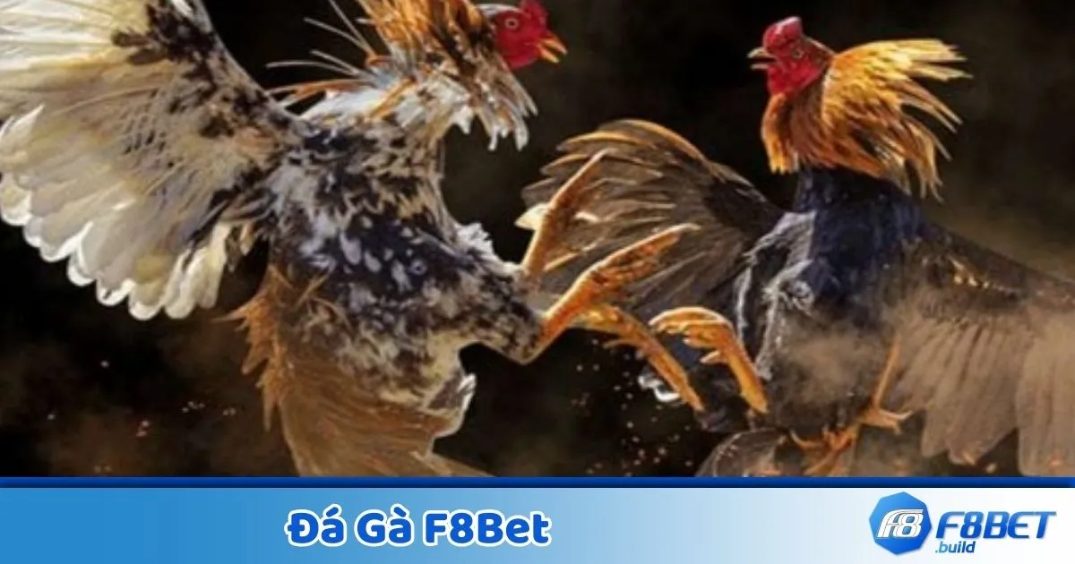 Các Loại Hình Đá Gà Được Yêu Thích Nhất